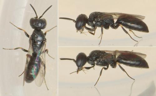 Passaloecus sp.